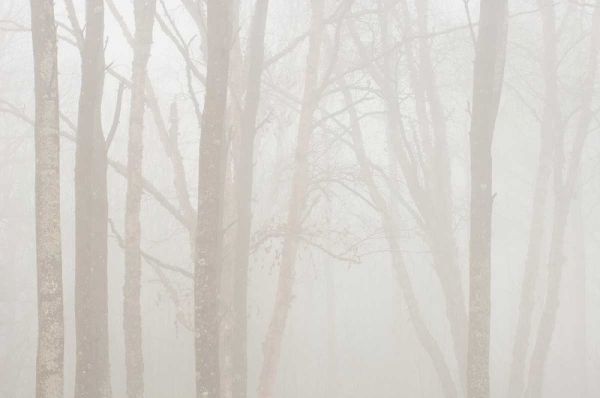 Canada, Ontario Trees in fog by Lake Superior